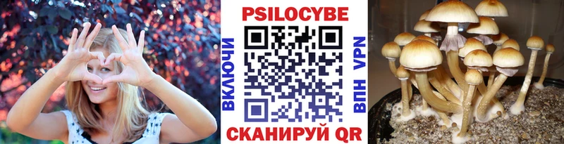 Псилоцибиновые грибы мицелий  Шлиссельбург 
